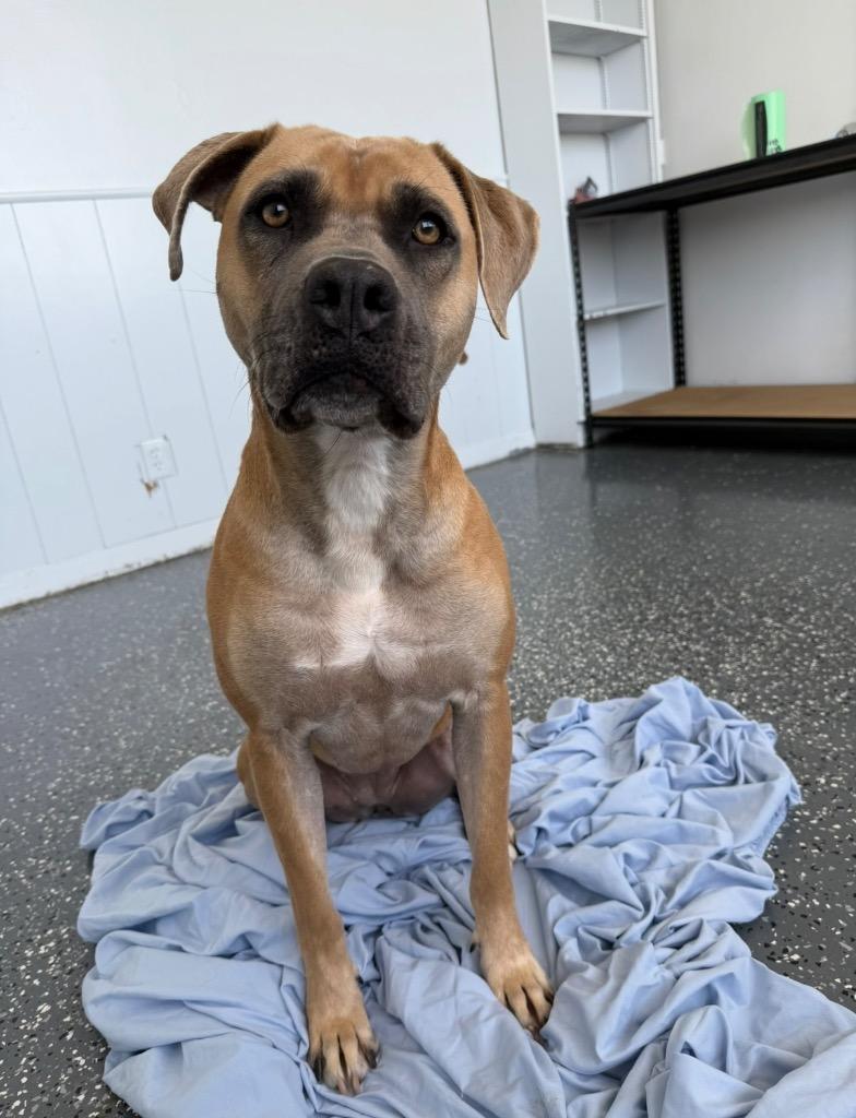 Bazzi, a Adoptable mixed breed in Thousand Oaks, CA image 3/4