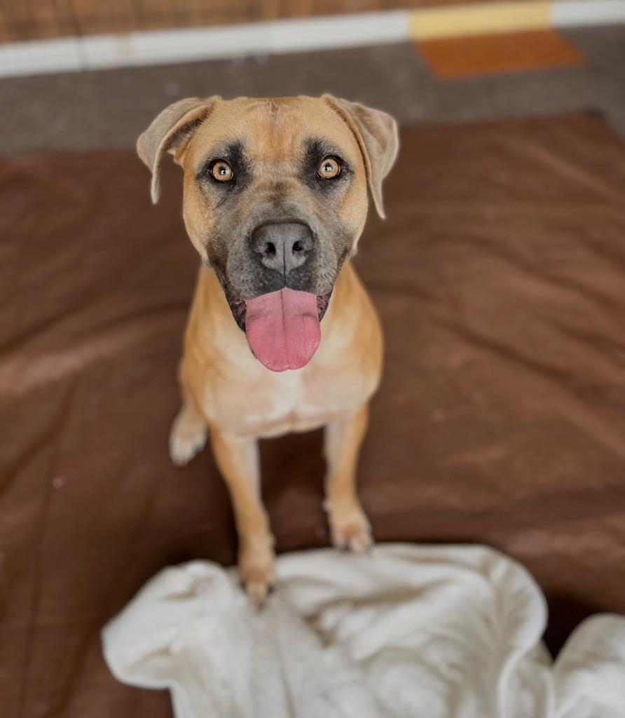 Bazzi, a Adoptable mixed breed in Thousand Oaks, CA image 4/4