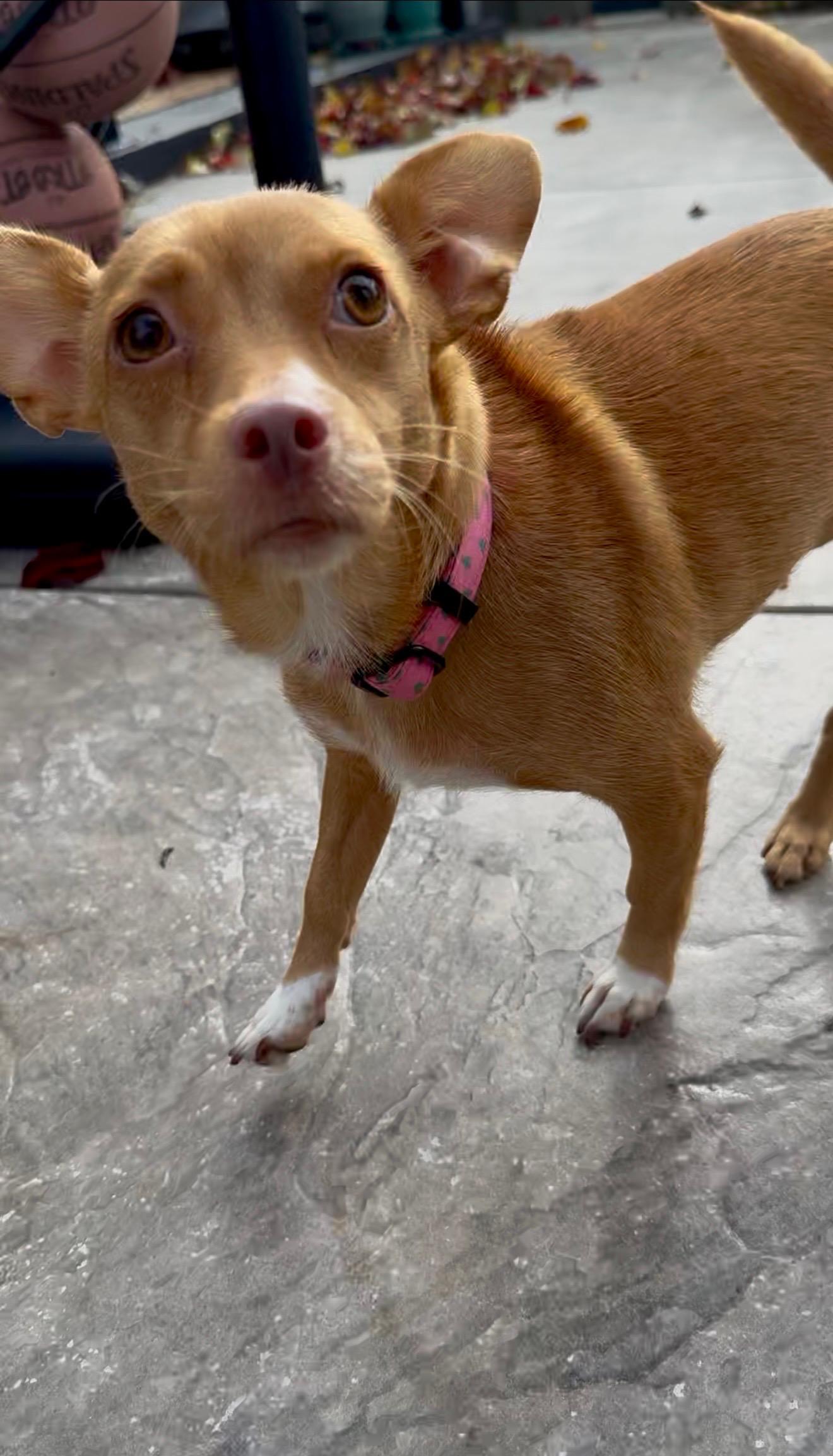 Enlarge Lieutenant Dani, a ADOPTABLE mixed breed in benicia, CA image 5/5