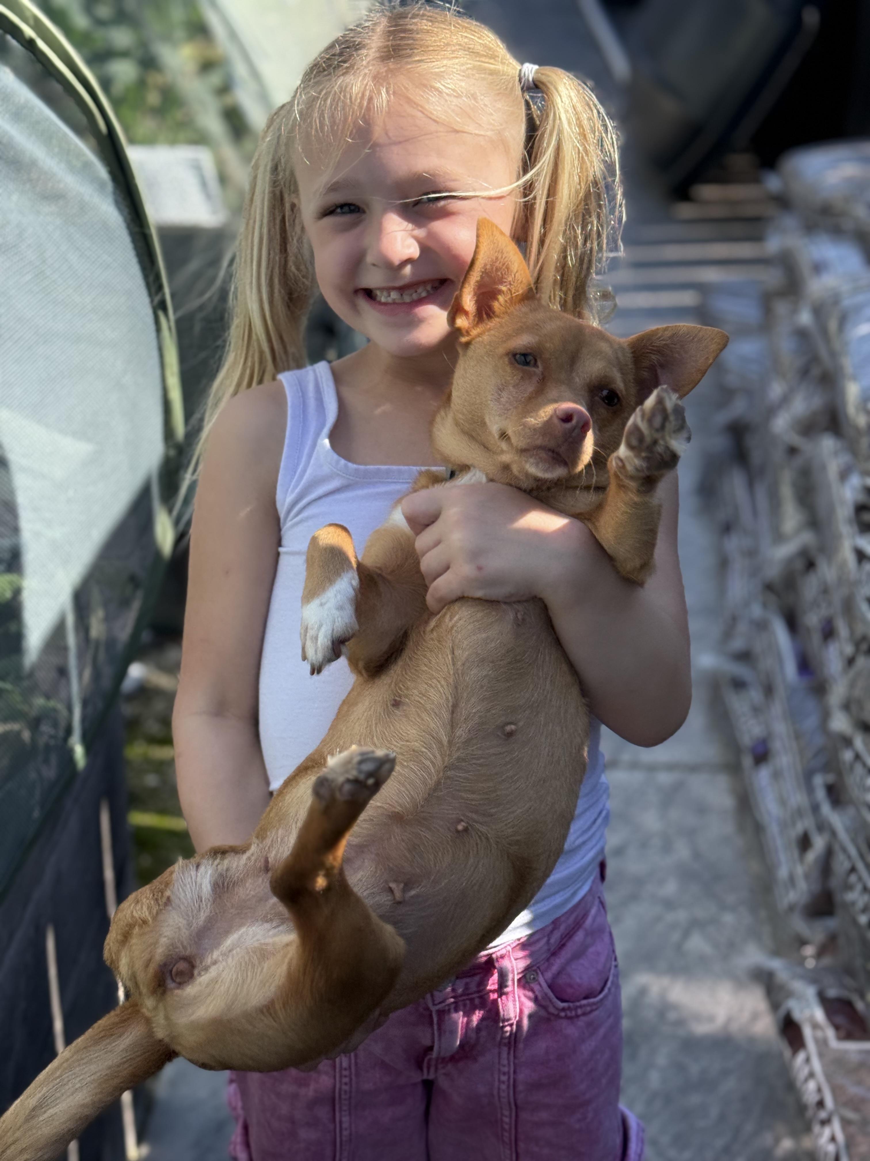 Lieutenant Dani, ADOPTABLE, Young Female Chihuahua & Terrier.