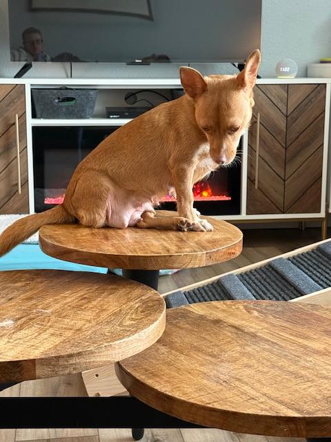 Enlarge Lieutenant Dani, a ADOPTABLE mixed breed in benicia, CA image 3/5