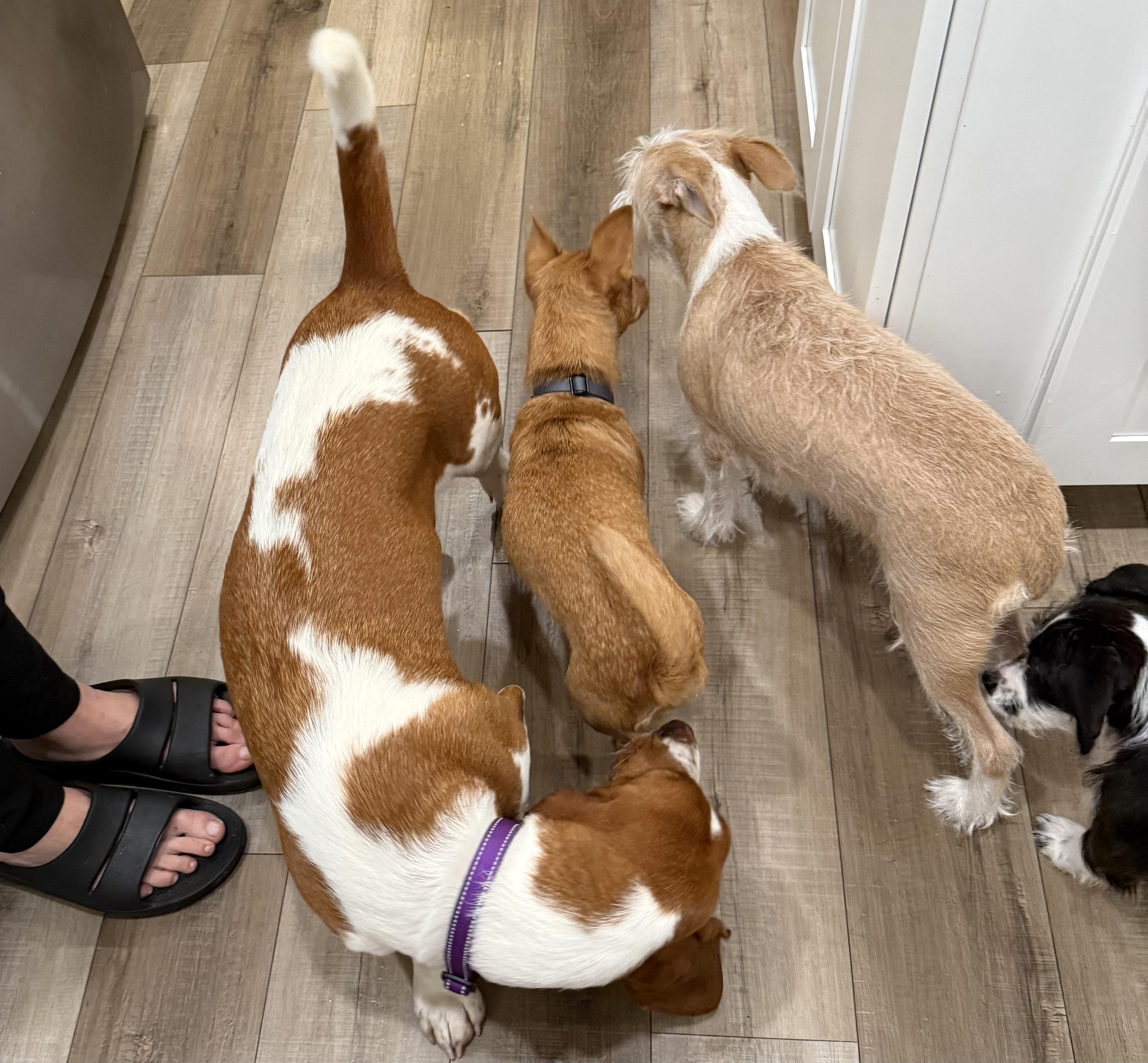 Enlarge Lieutenant Dani, a ADOPTABLE mixed breed in benicia, CA image 5/5