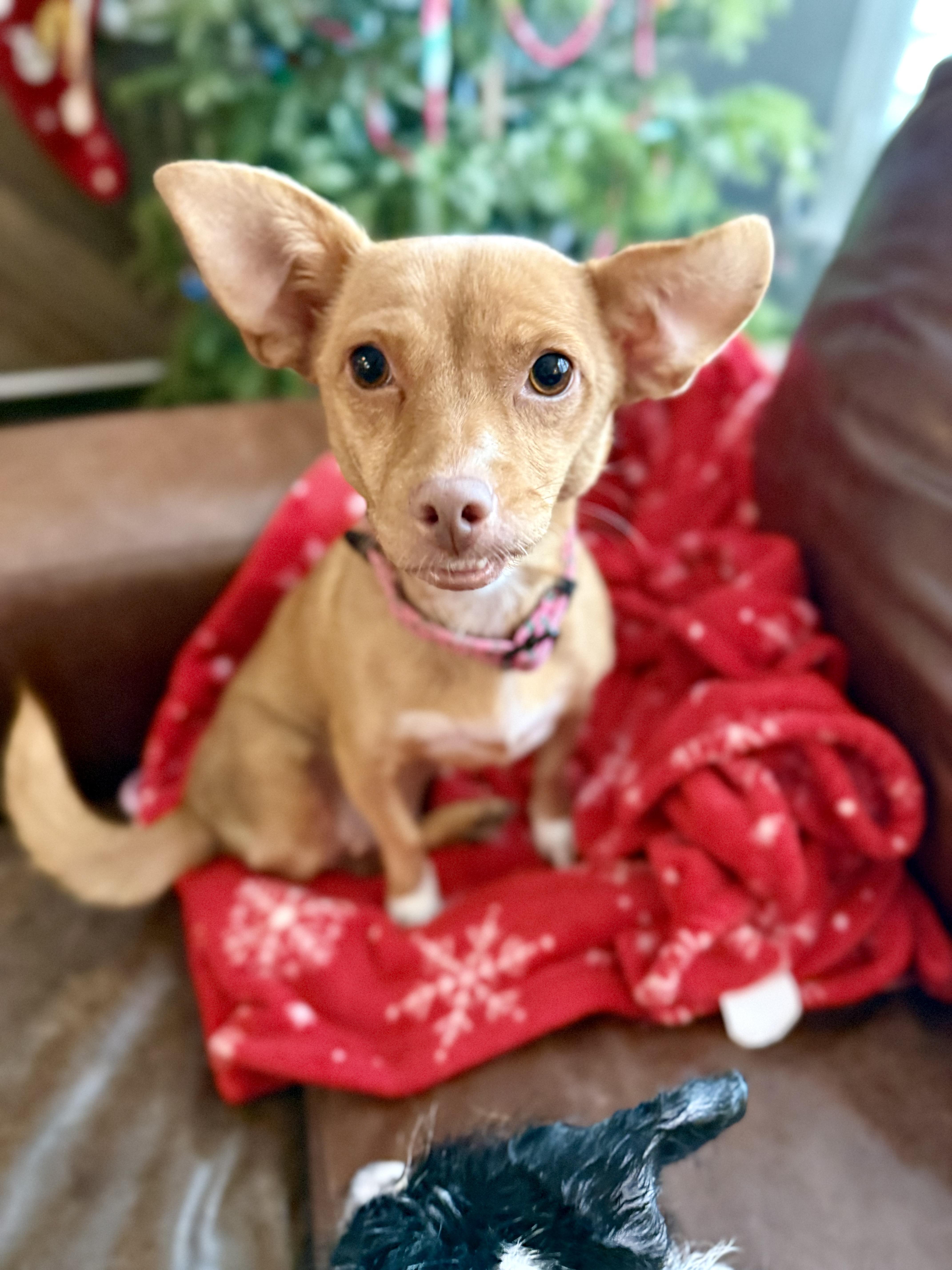 Lieutenant Dani, ADOPTABLE, Young Female Chihuahua & Terrier.