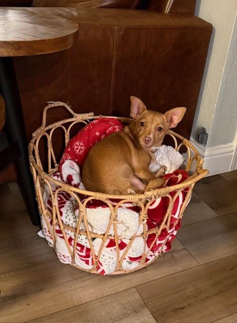 Enlarge Lieutenant Dani, a ADOPTABLE mixed breed in benicia, CA image 4/5