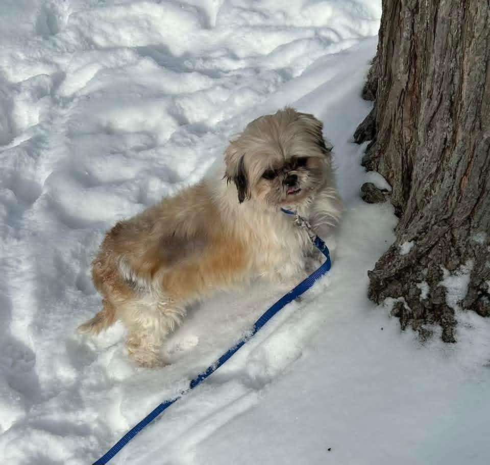 Dory, Adoptable, Adult Female Shih Tzu.