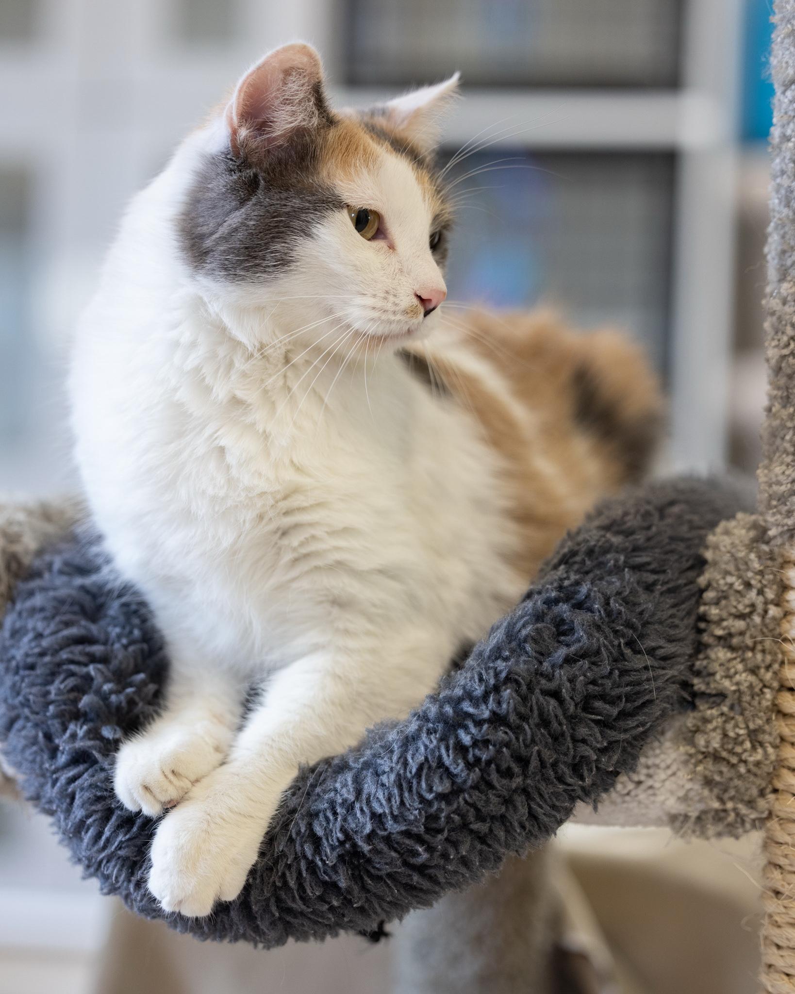 NOMI, Adopted, Adult Female Calico.