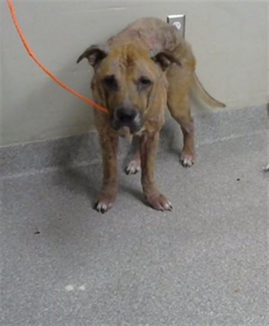 ROGER, Adoptable, Adult Male Labrador Retriever & Mixed Breed.