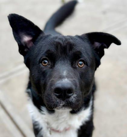 Scout, Adoptable, Adult Male Border Collie & Mixed Breed.