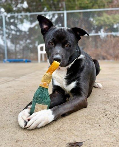 Enlarge Scout, a Adoptable mixed breed in Parma, OH image 2/3
