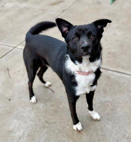 Enlarge Scout, a Adoptable mixed breed in Parma, OH image 3/3