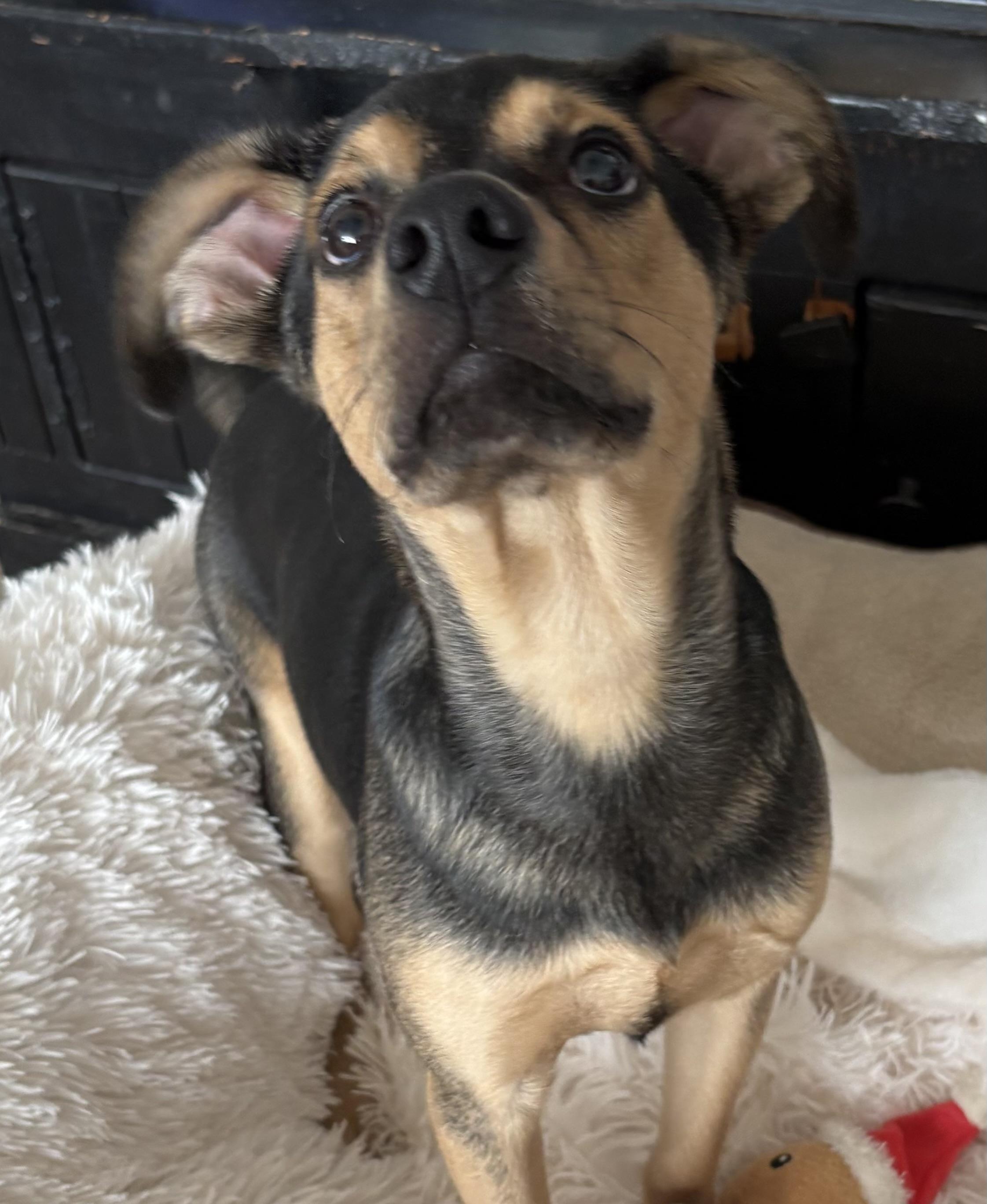 Lynch, Adoptable, Puppy Male Rat Terrier & Chiweenie.