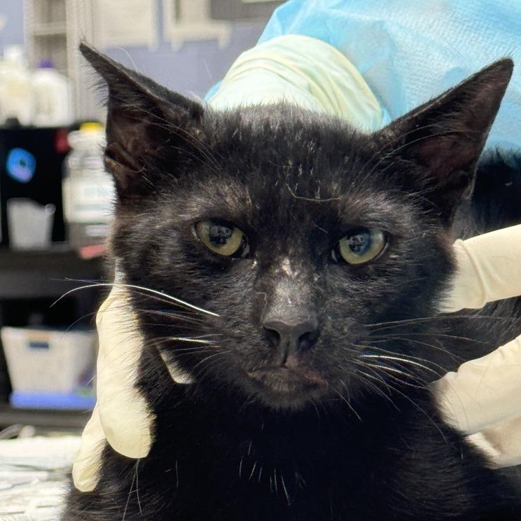Enlarge Jet Schoen_2, a Adoptable Domestic Short Hair in Jacksonville, FL image 1/1