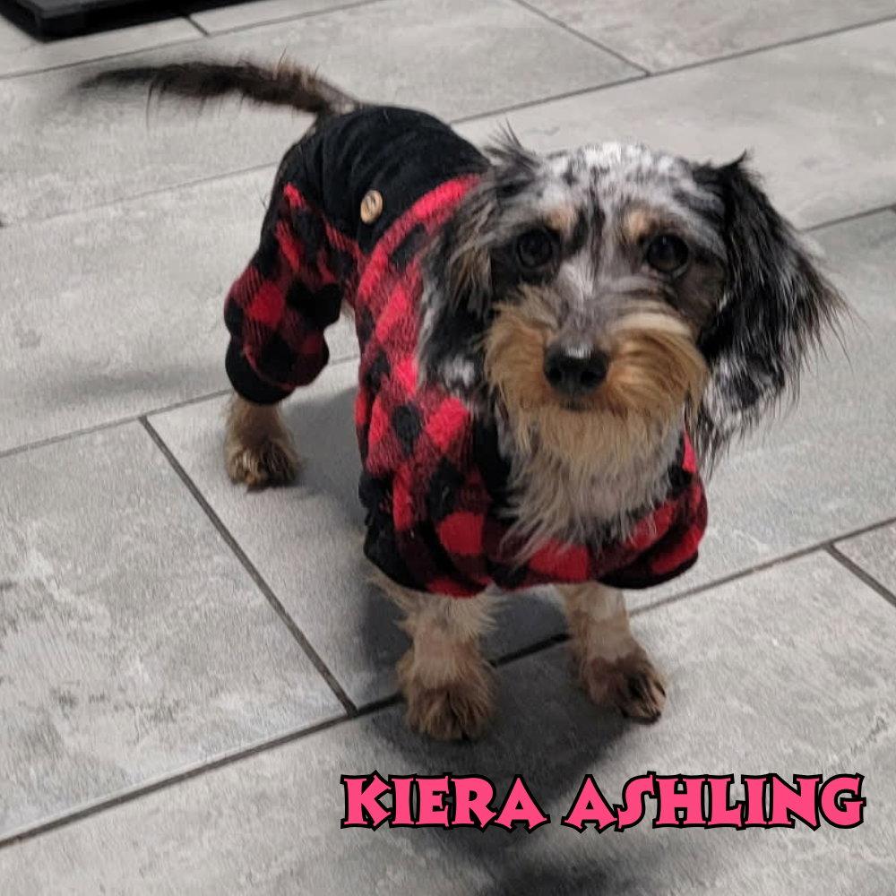 Enlarge Kiera Ashling, a Adopted mixed breed in San Antonio, TX image 1/3