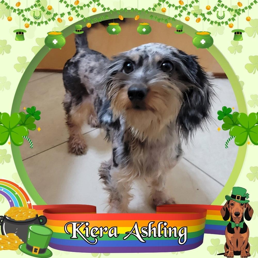 Enlarge Kiera Ashling, a Adopted mixed breed in San Antonio, TX image 2/3