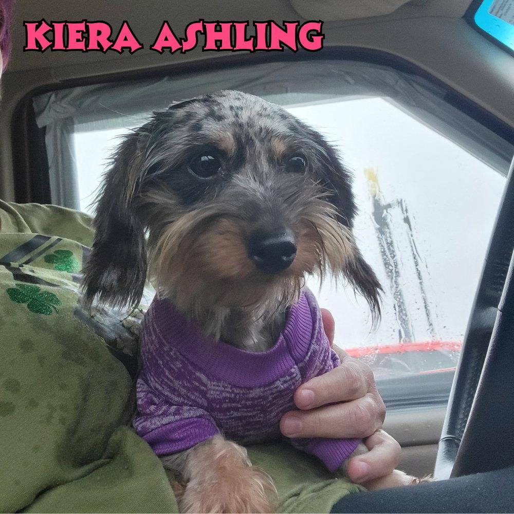 Enlarge Kiera Ashling, a Adopted mixed breed in San Antonio, TX image 3/3