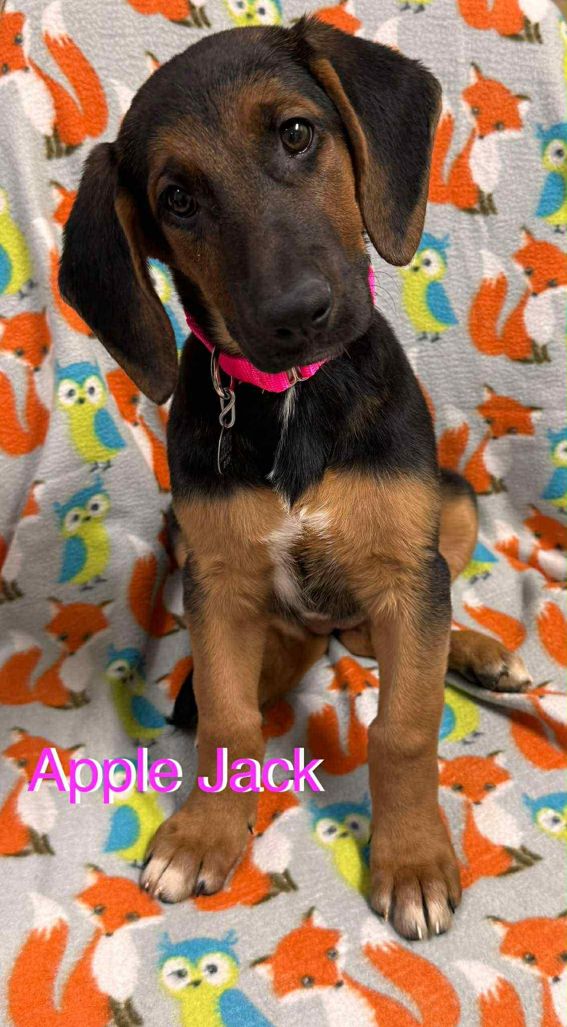 Apple Jack