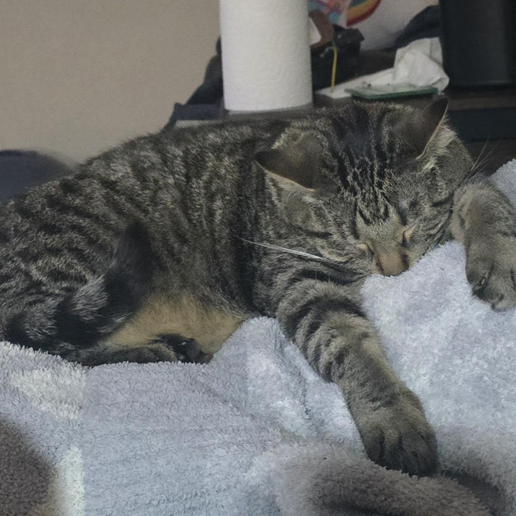 Enlarge Luna C11783, a Adoptable Domestic Short Hair in Minneapolis, MN image 1/5