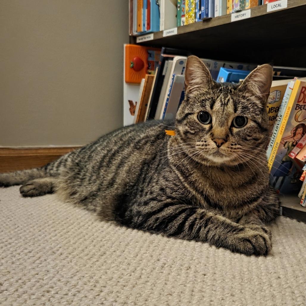 Enlarge Luna C11783, a Adoptable Domestic Short Hair in Minneapolis, MN image 3/5