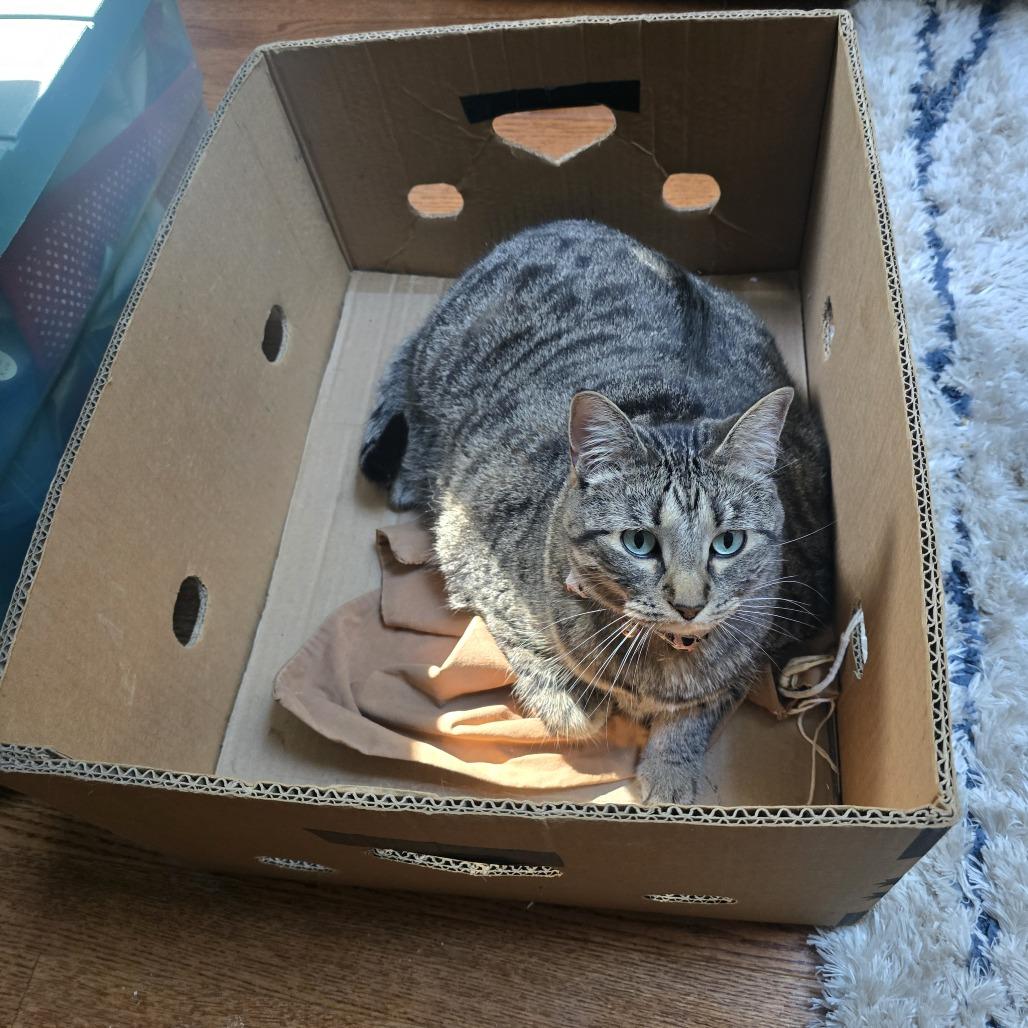 Enlarge Luna C11783, a Adoptable Domestic Short Hair in Minneapolis, MN image 4/5