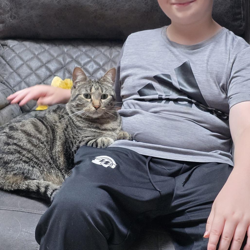 Enlarge Luna C11783, a Adoptable Domestic Short Hair in Minneapolis, MN image 5/5