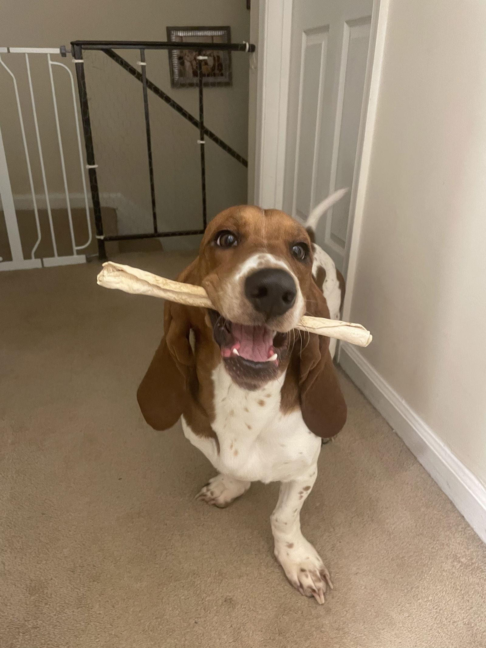 Enlarge Dudley, a Adoptable Basset Hound in Carrollton, TX image 1/1