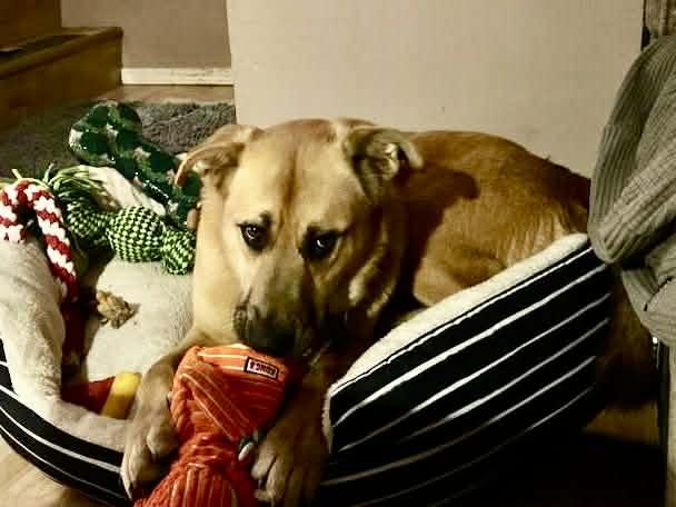 Enlarge Baxter, an adoptable mixed breed in Florissant, MO image 1/3