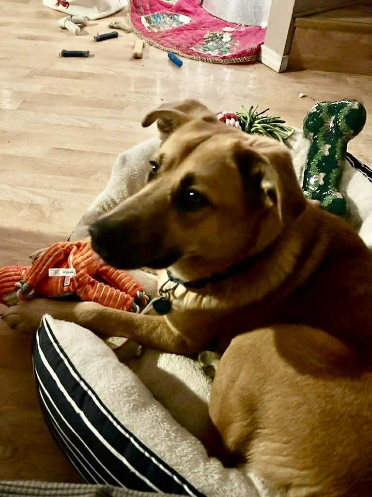 Enlarge Baxter, an adoptable mixed breed in Florissant, MO image 2/3