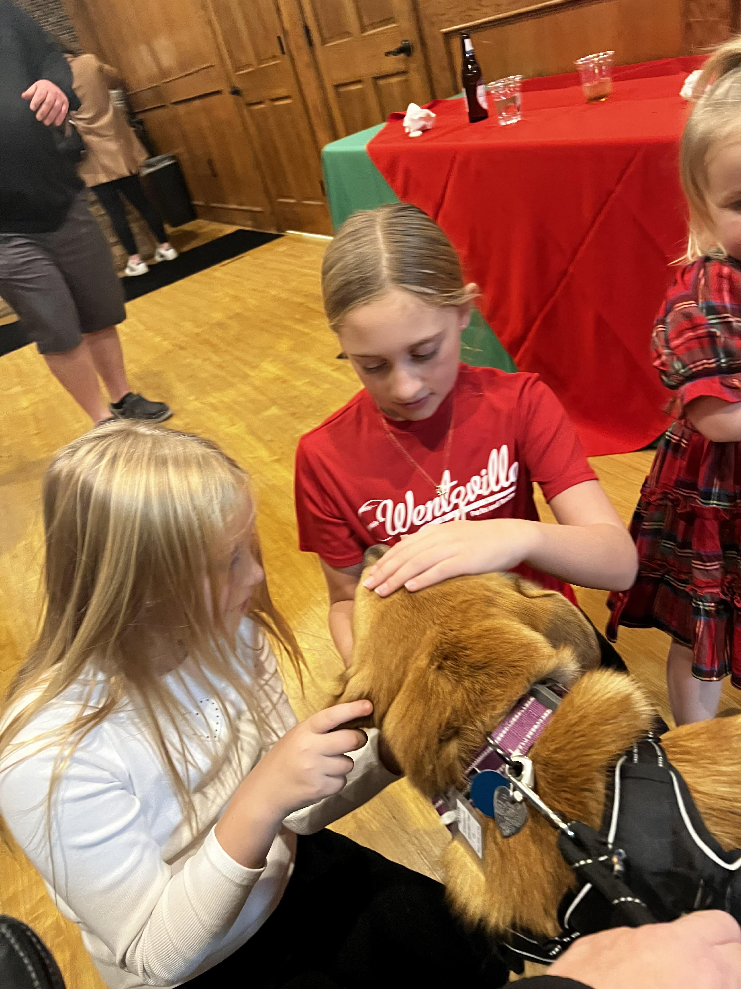 Baxter nka Ryder, Adopted, Young Male German Shepherd Dog & Labrador Retriever.