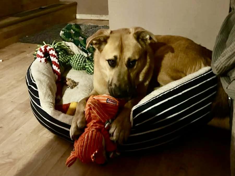 Enlarge Baxter nka Ryder, a Adopted mixed breed in Florissant, MO image 2/6