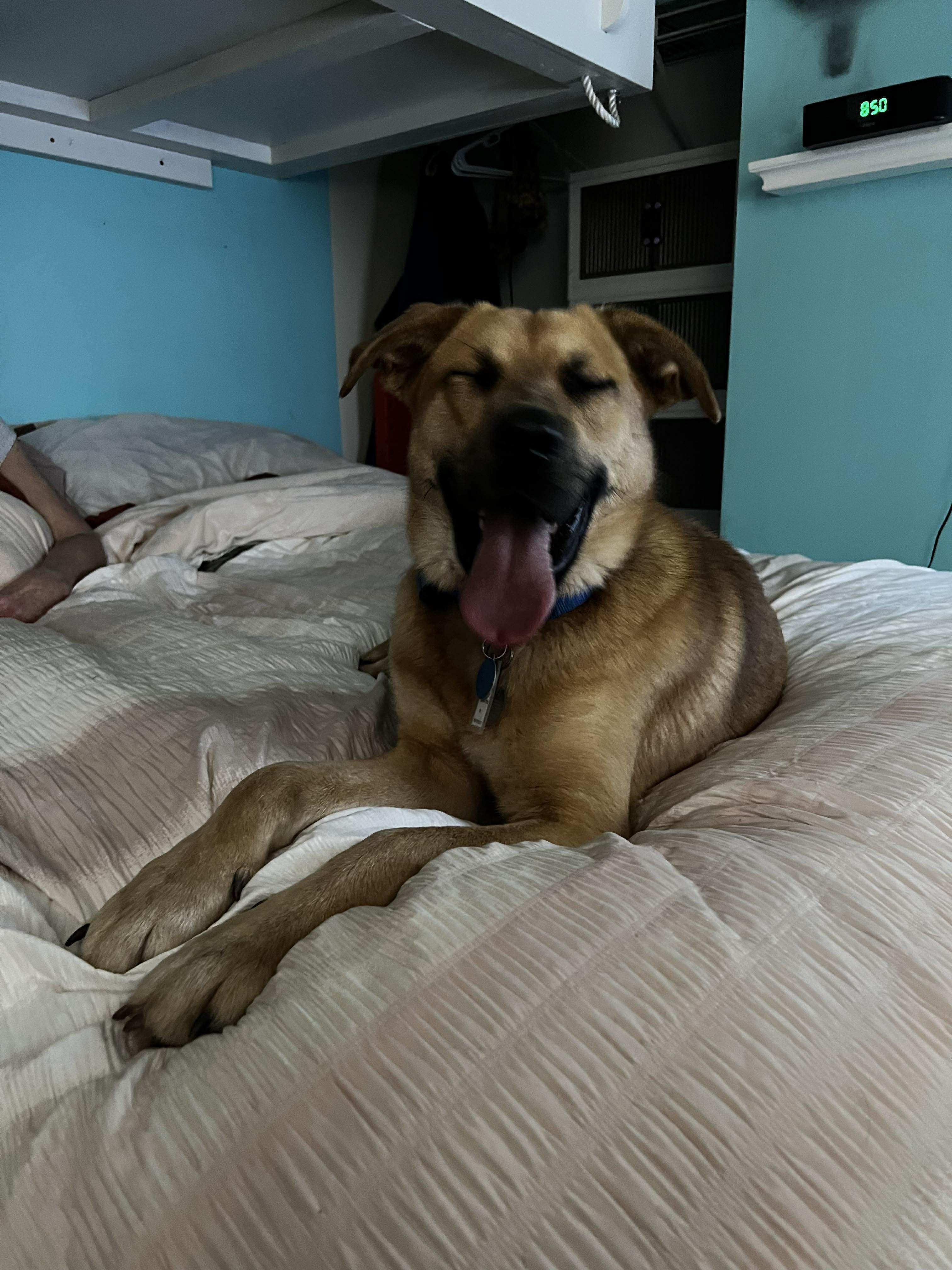 Enlarge Baxter, an adoptable mixed breed in Florissant, MO image 3/3