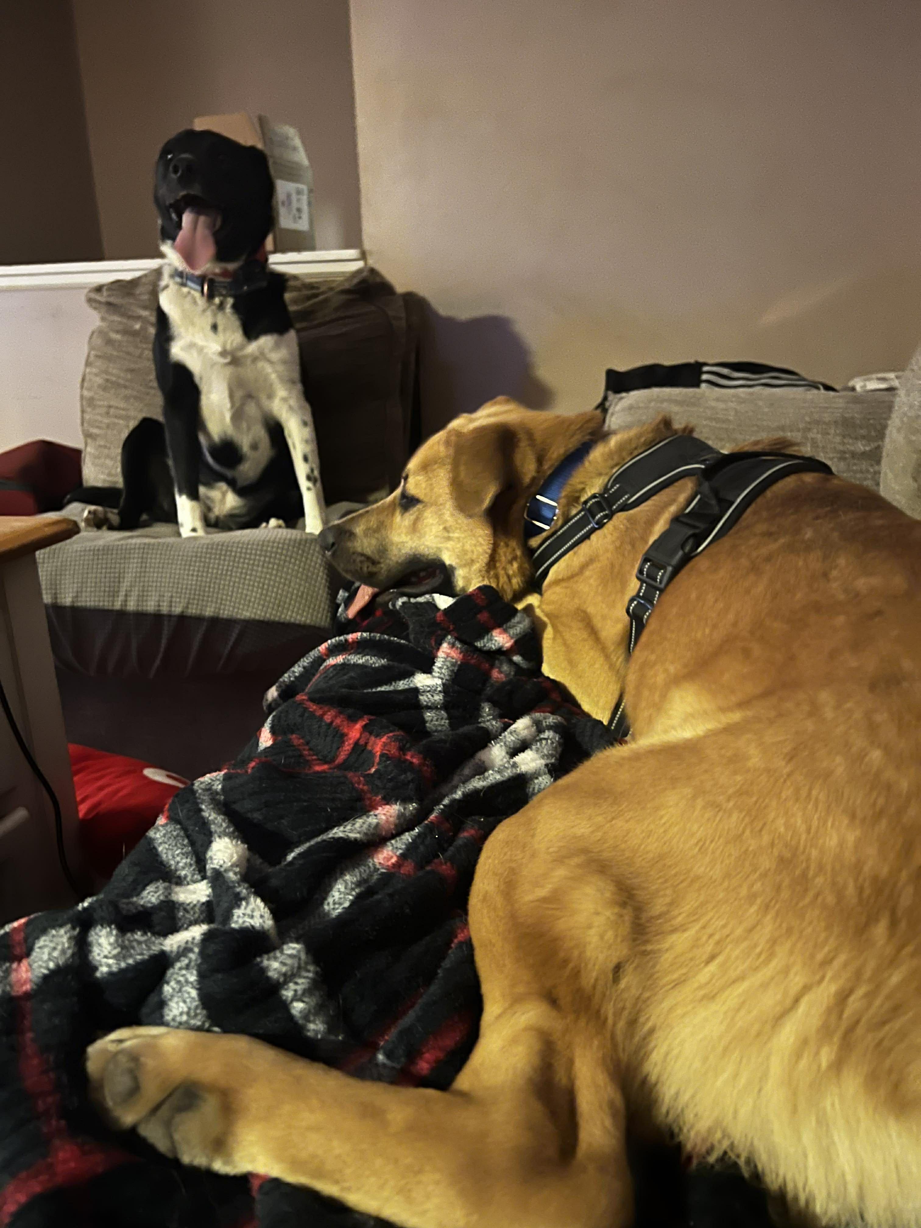 Enlarge Baxter nka Ryder, a Adopted mixed breed in Florissant, MO image 3/6