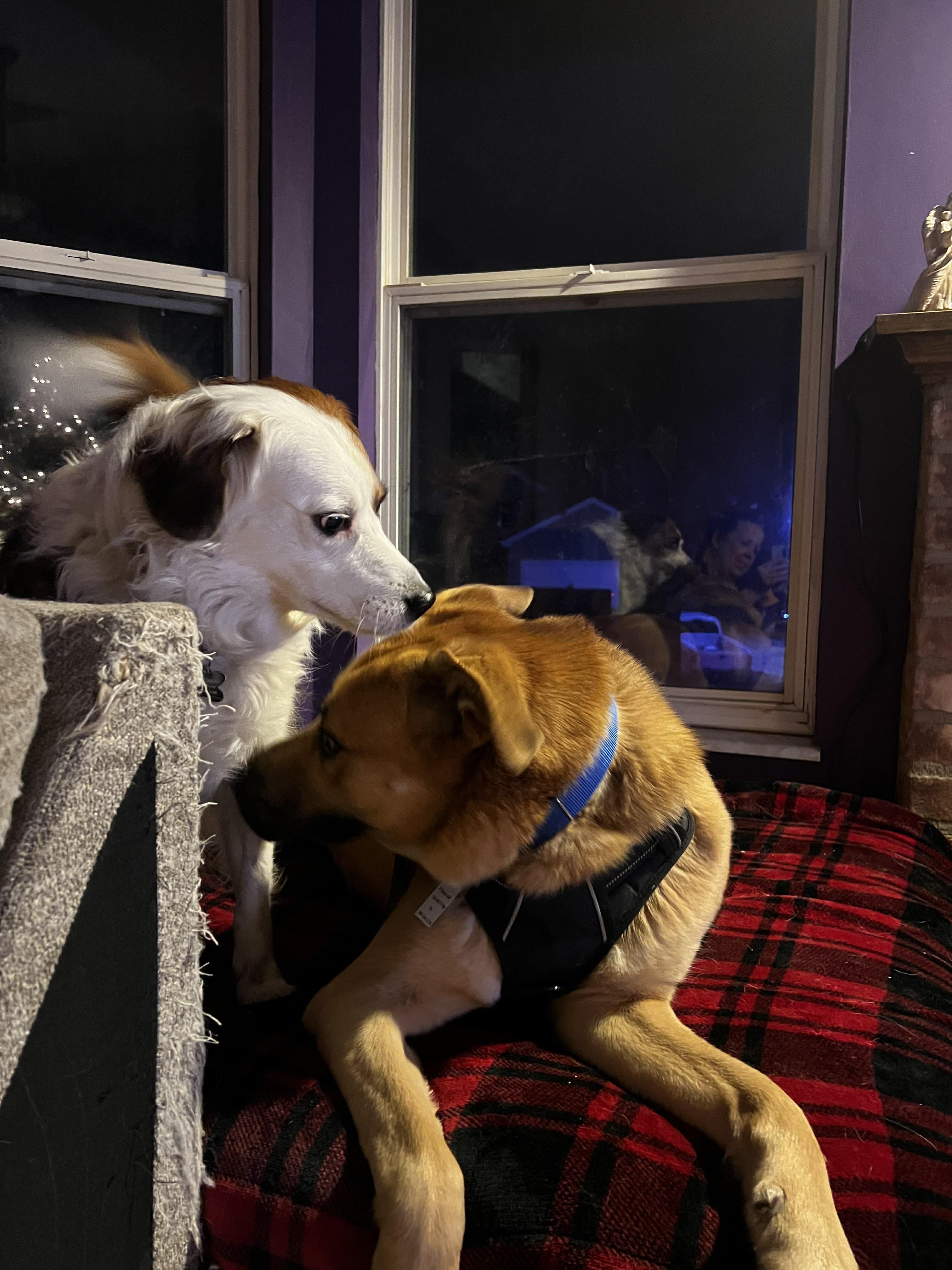 Enlarge Baxter nka Ryder, a Adopted mixed breed in Florissant, MO image 4/6