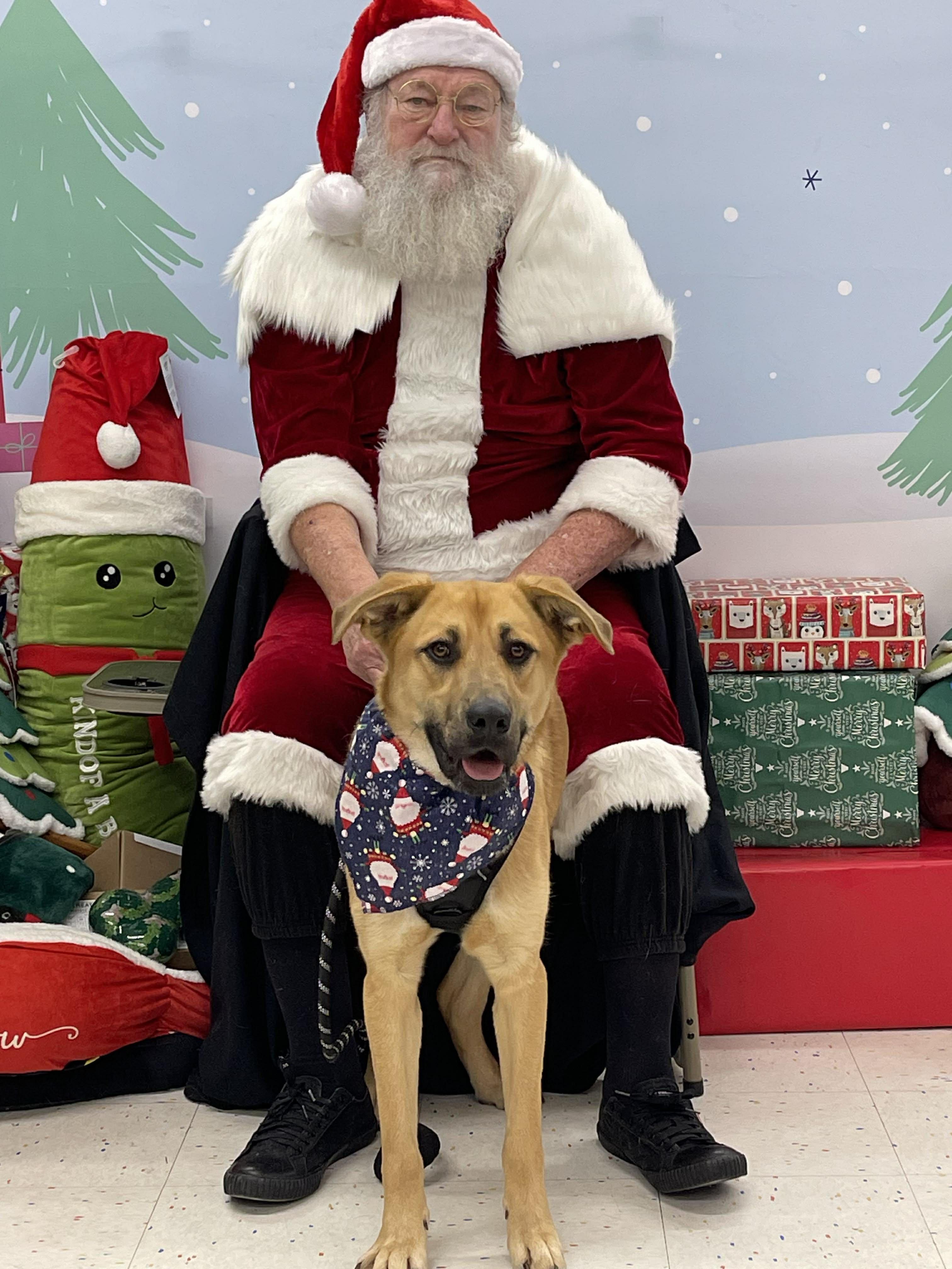 Enlarge Baxter nka Ryder, a Adopted mixed breed in Florissant, MO image 5/6