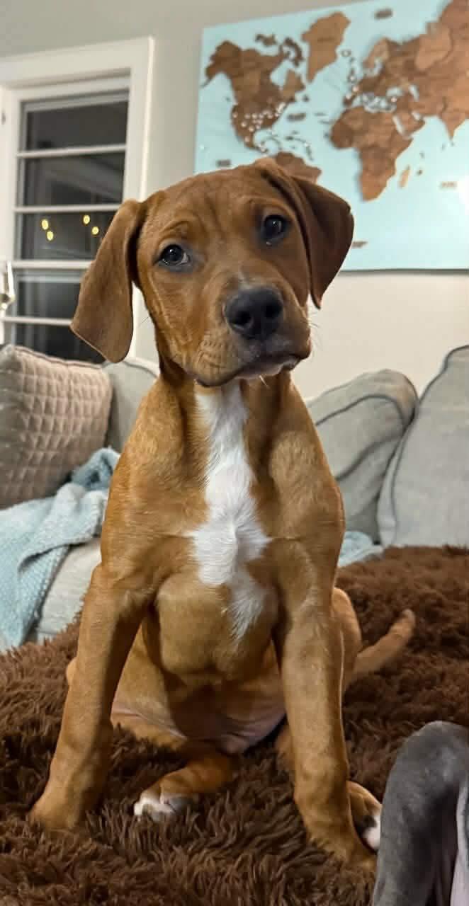 Obi-Wan, adopted, Puppy Male Retriever.