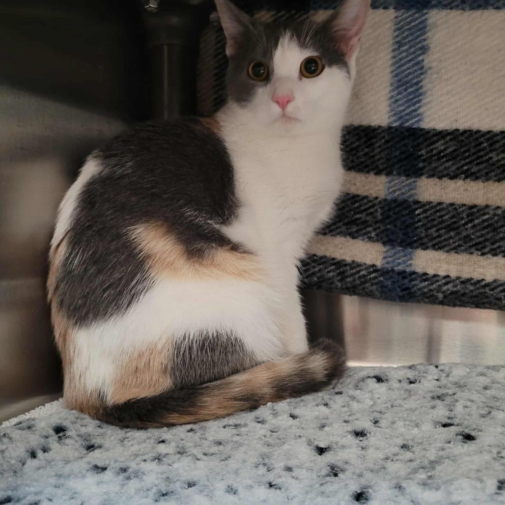 Melody, Adoptable, Young Female Domestic Short Hair.