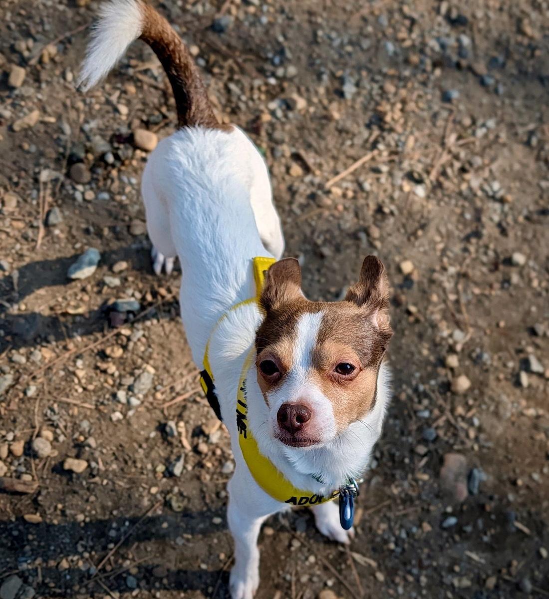 Barkley (VA), a Adopted mixed breed in Atlanta, GA image 2/3