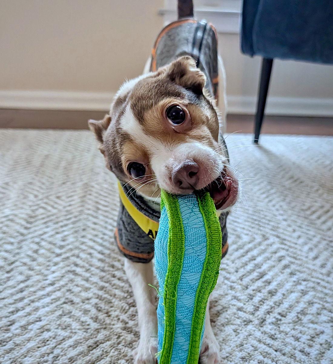 Barkley (VA), a Adopted mixed breed in Atlanta, GA image 3/3