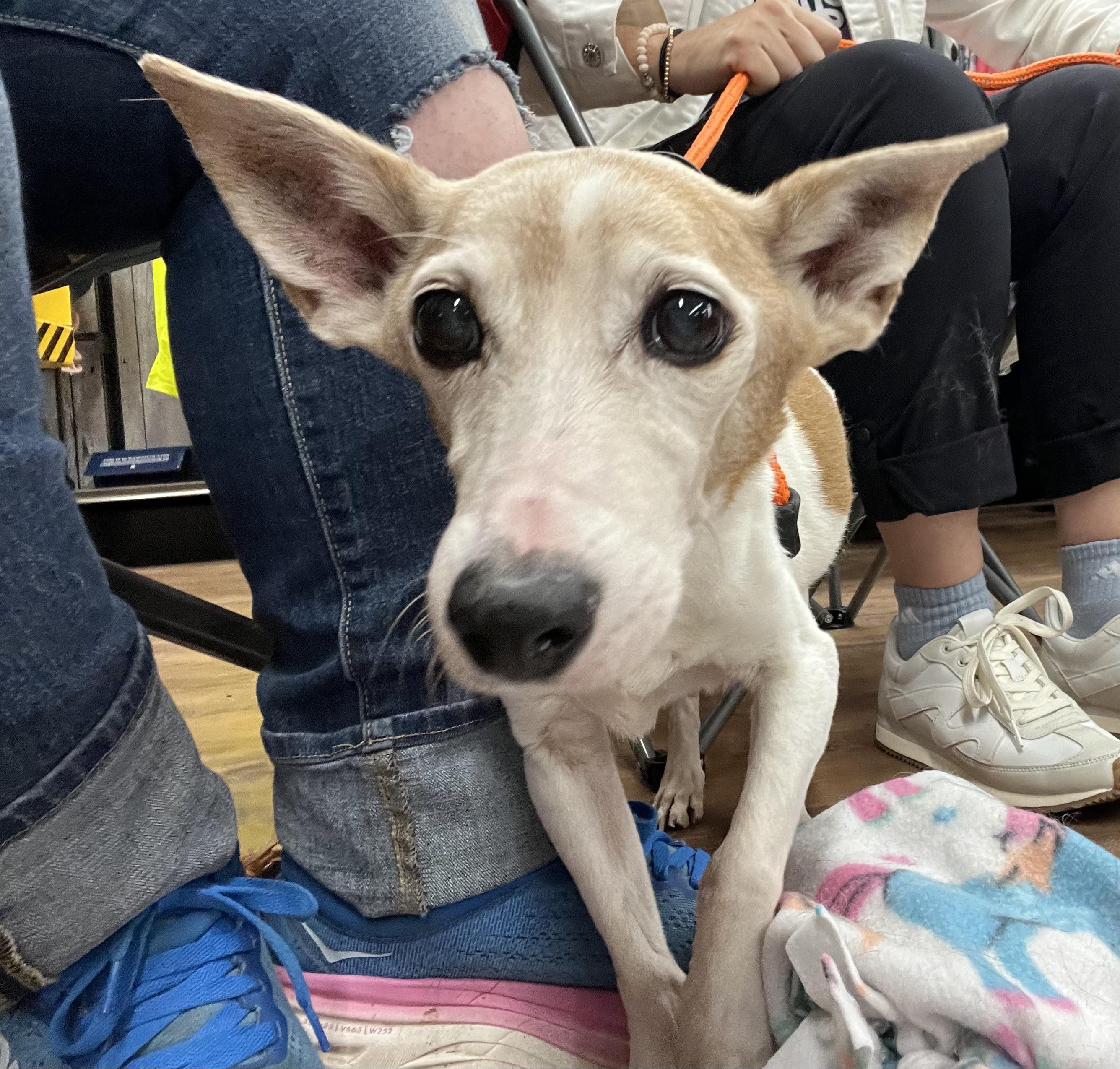 Jenkins, Senior Male Rat Terrier