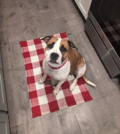 Winifred, Adoptable, Adult Female Pit Bull Terrier & Mixed Breed.