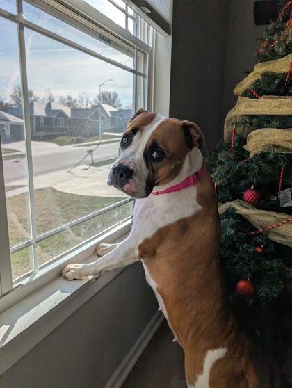 Winifred, a Adoptable mixed breed in Kansas City, MO image 2/3