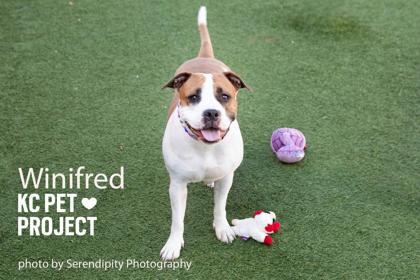 Winifred, a Adoptable mixed breed in Kansas City, MO image 3/3