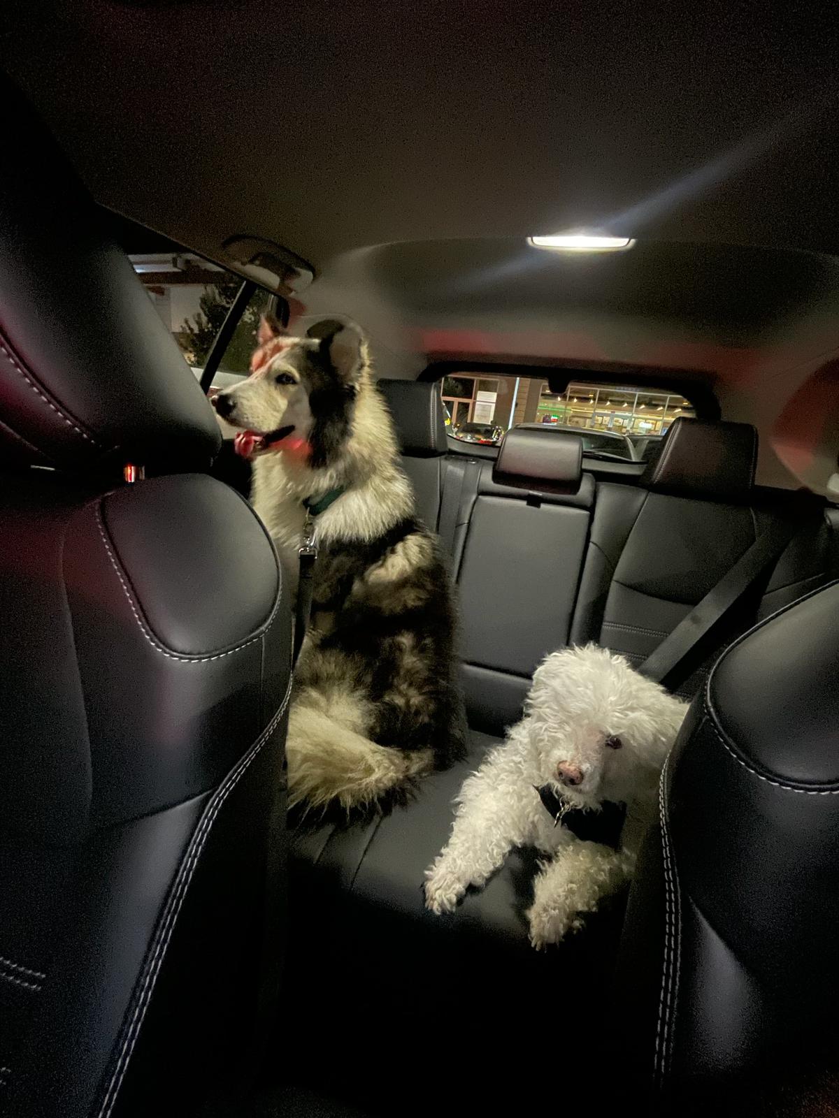 Uriel, a ADOPTABLE mixed breed in Pflugerville, TX image 5/5