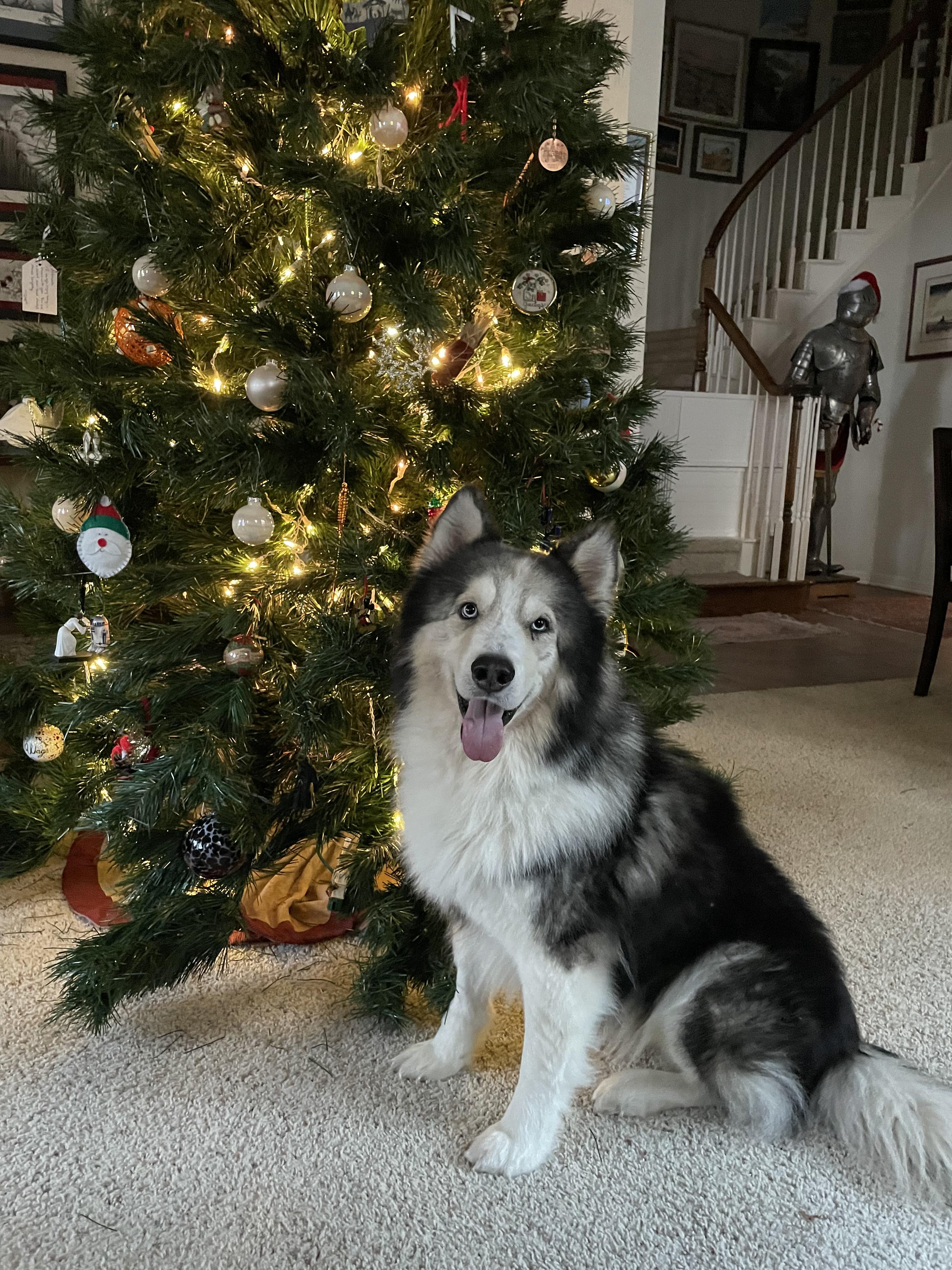 Uriel, a ADOPTABLE mixed breed in Pflugerville, TX image 1/5