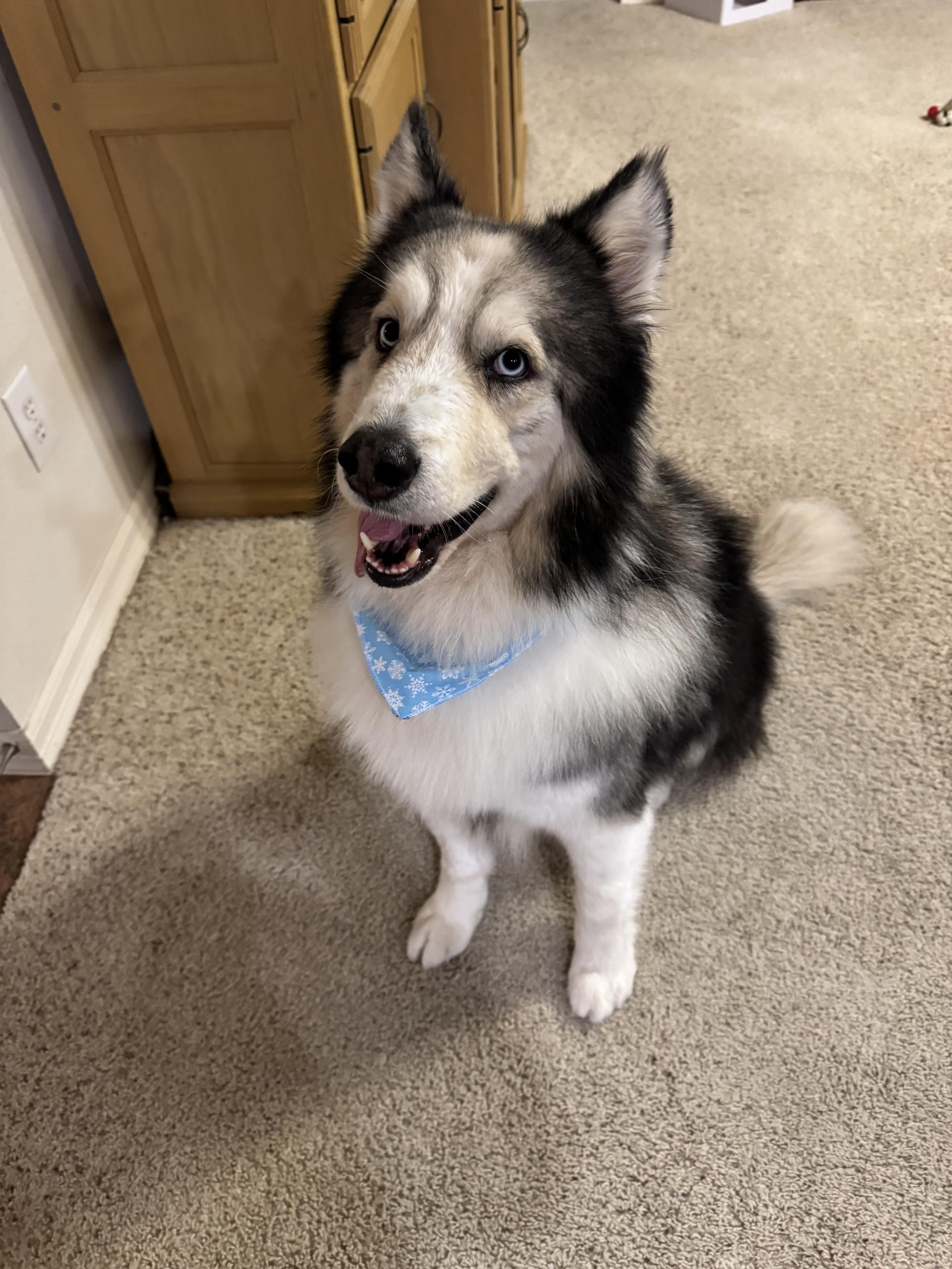 Uriel, a ADOPTABLE mixed breed in Pflugerville, TX image 4/5