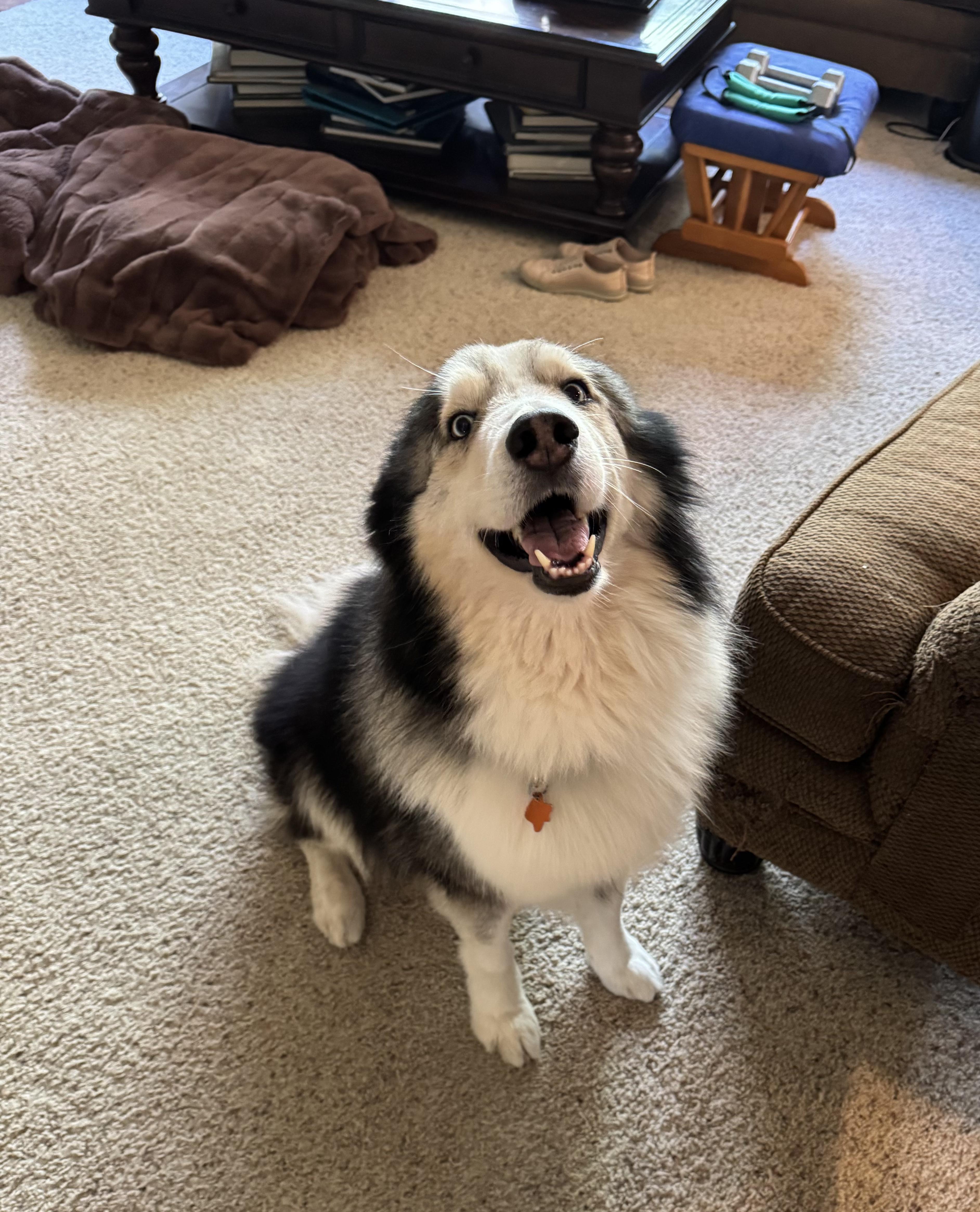 Uriel, a ADOPTABLE mixed breed in Pflugerville, TX image 2/5