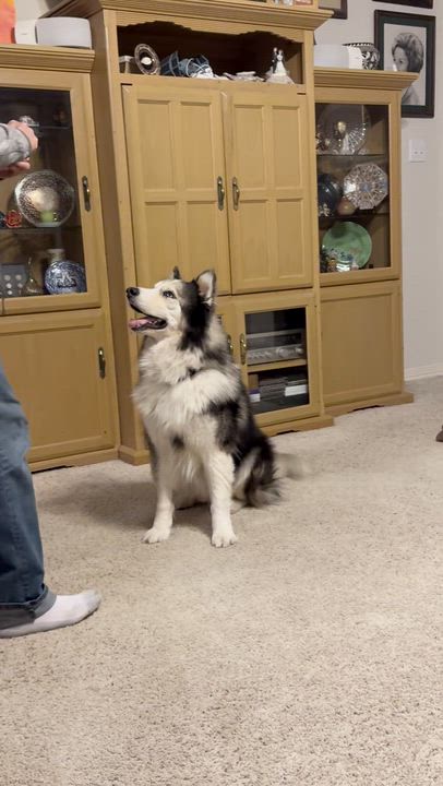 Enlarge Uriel, a ADOPTABLE mixed breed in Pflugerville, TX video 3/5