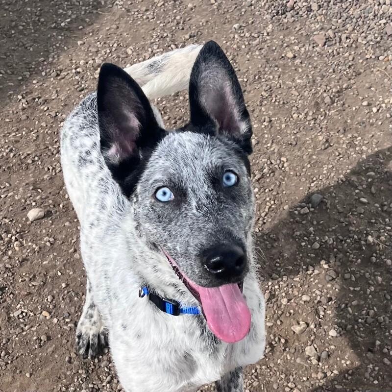 Axel, a Adoptable mixed breed in Yankton, SD image 1/6