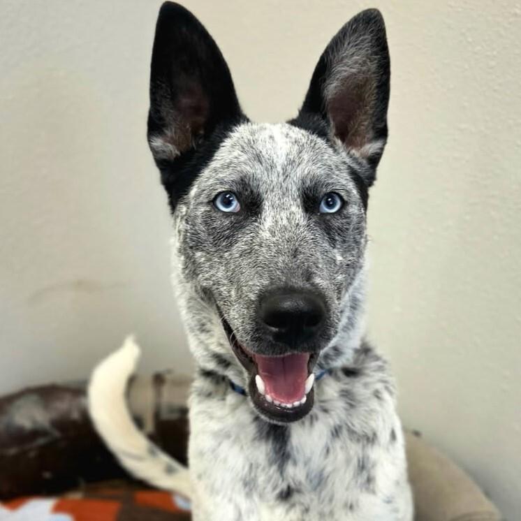 Axel, a Adoptable mixed breed in Yankton, SD image 2/6