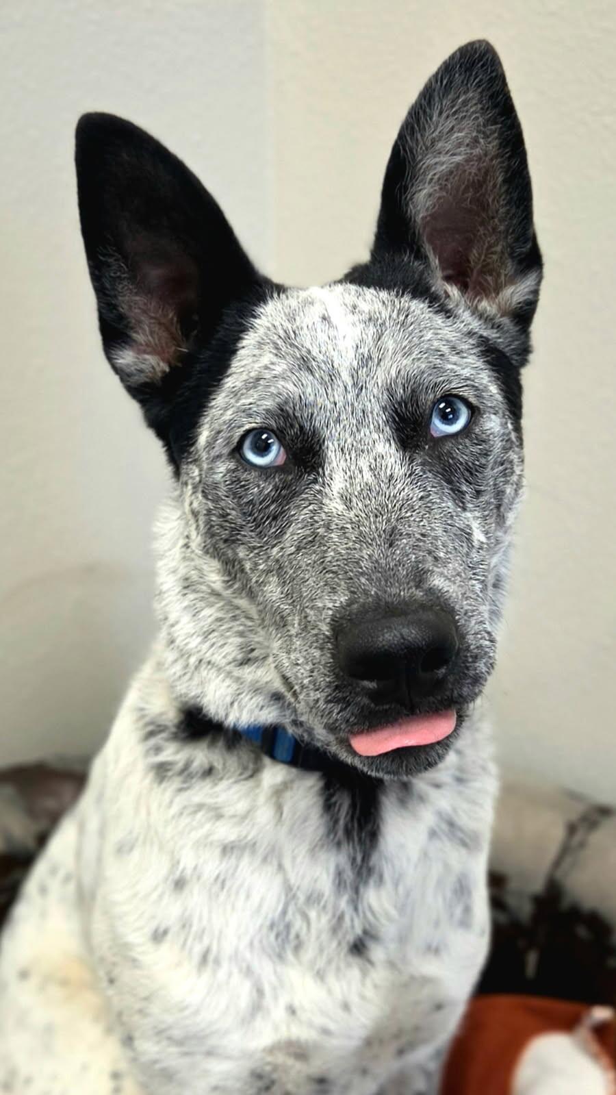 Axel, a Adoptable mixed breed in Yankton, SD image 3/6