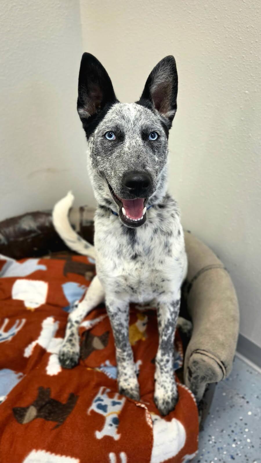 Axel, a Adoptable mixed breed in Yankton, SD image 4/6